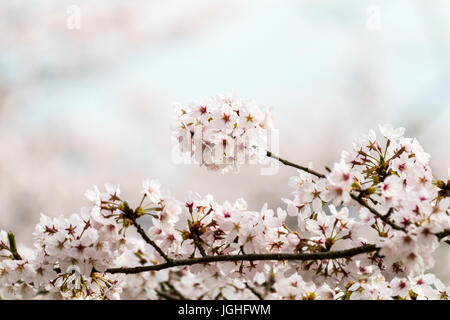 Fiori di Ciliegio in piena scopa in Giappone. Close up di fiori sui rami. Foto Stock