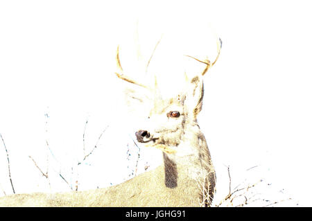 Cervo mulo, Nord America, Odocoileus hemionus (Cerf mulet) Mule Deer (Odocoileus hemionus) Foto Stock