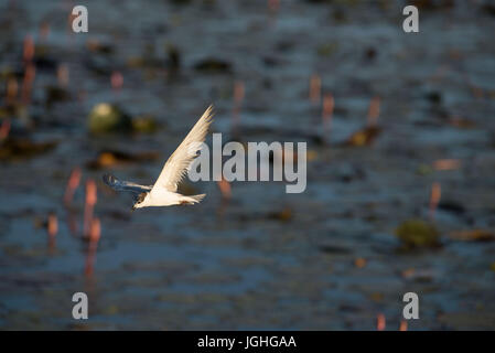 White-tailed Godwit, picchio Chlidonias hybrida (Guifette) mignattino piombato (Chlidonias hybrida) Volando sul tramonto // Guifette moustac Foto Stock