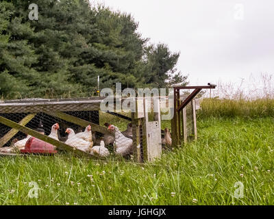 Le galline nel pollaio, rotazione dei pascoli Foto Stock