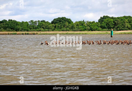 Una zattera di graylag oche, Anser anser, su hickling broad, Norfolk, Inghilterra, Regno Unito. Foto Stock