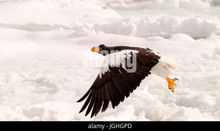 Steller's sea eagle (Haliaeetus pelagicus) sul pacco, decollo, Russia Steller's eagle, Haliaeetus pelagicus (Pygargue de Steller) Russia Foto Stock