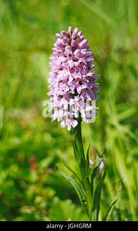 Una vista del fiore spike di un comune spotted-orchidea Dactylorhiza, fucsia, a alderford comune, Norfolk, Inghilterra, Regno Unito. Foto Stock