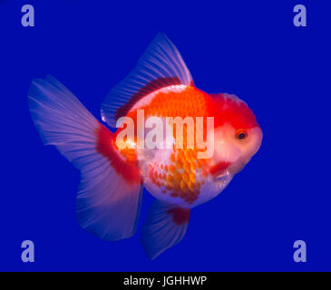 Oranda goldfish isolato in uno sfondo blu Foto Stock