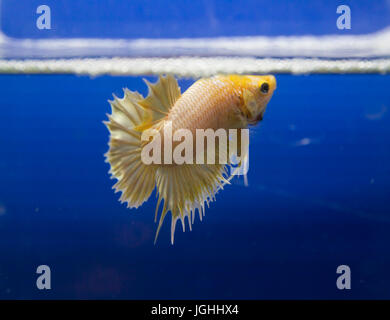 Bianco di combattimento siamese pesce in uno sfondo blu Foto Stock