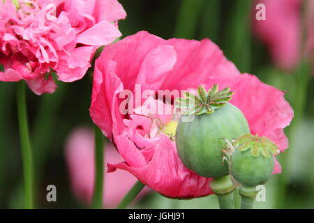 Papavero (Papaver somniferum) fioritura in un giardino inglese con seedheads (nella foto) essiccamento per la raccolta di seme per interni e per scopi ornamentali REGNO UNITO Foto Stock