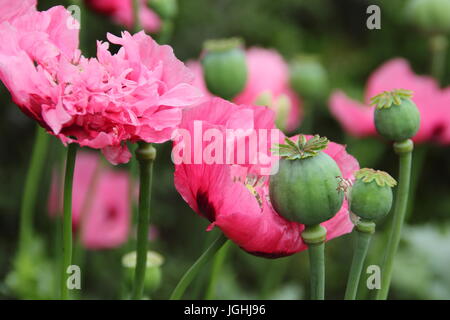 Papavero (Papaver somniferum) fioritura in un giardino inglese con seedheads (nella foto) essiccamento per la raccolta di seme per interni e per scopi ornamentali REGNO UNITO Foto Stock