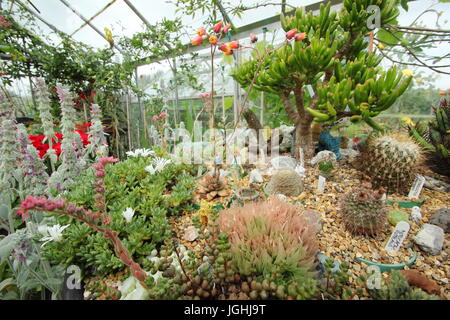 Una vasta collezione di cactus e piante succulente che cresce su un caldo e soleggiato davanzale in una serra domestica in un giardino inglese, REGNO UNITO Foto Stock