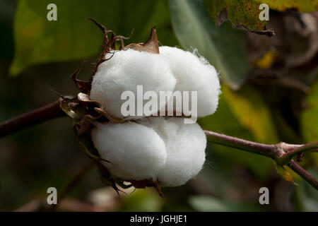 Piena fioritura Karpas cotone a Meherpur, Bangladesh Foto Stock