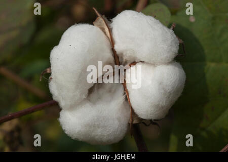 Piena fioritura Karpas cotone a Meherpur, Bangladesh Foto Stock