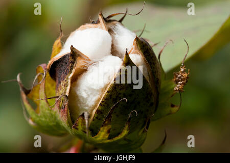 Piena fioritura Karpas cotone a Meherpur, Bangladesh Foto Stock