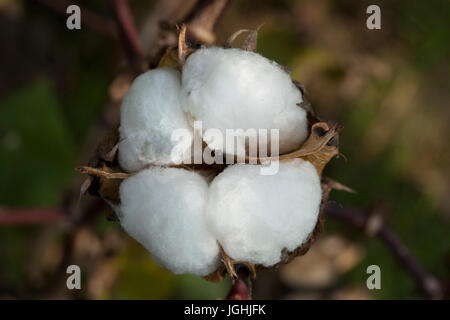 Piena fioritura Karpas cotone a Meherpur, Bangladesh Foto Stock