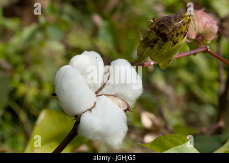 Piena fioritura Karpas cotone a Meherpur, Bangladesh Foto Stock