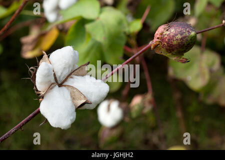 Piena fioritura Karpas cotone a Meherpur, Bangladesh Foto Stock