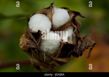 Piena fioritura Karpas cotone a Meherpur, Bangladesh Foto Stock