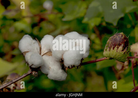 Piena fioritura Karpas cotone a Meherpur, Bangladesh Foto Stock