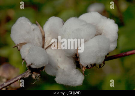 Piena fioritura Karpas cotone a Meherpur, Bangladesh Foto Stock