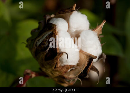 Piena fioritura Karpas cotone a Meherpur, Bangladesh Foto Stock