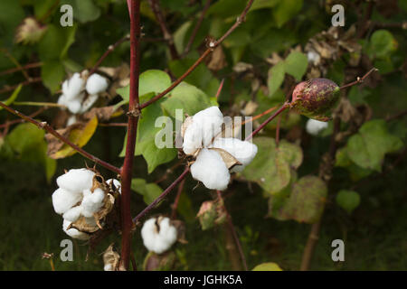 Piena fioritura Karpas cotone a Meherpur, Bangladesh Foto Stock