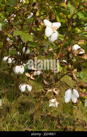 Piena fioritura Karpas cotone a Meherpur, Bangladesh Foto Stock