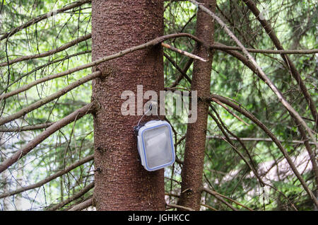 Geocaching reale box appeso a un albero, nascosto dal percorso. Foto Stock