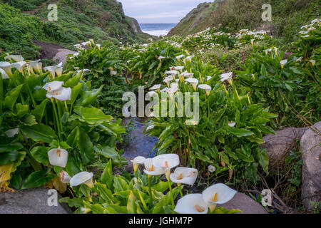 Gigli selvatici lungo un flusso sulla costa del Pacifico in California Foto Stock