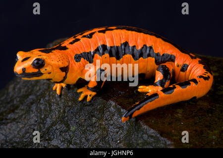 Solling salamandra pezzata, Salamandra salamandra terrestris 'solling' Foto Stock