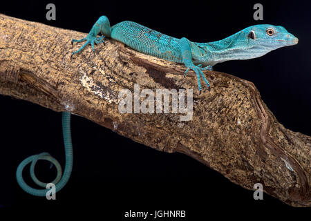 Emerald tree monitor, Varanus prasinus Foto Stock