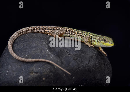 Balkan lucertola muraiola, Podarcis tauricus tauricus Foto Stock