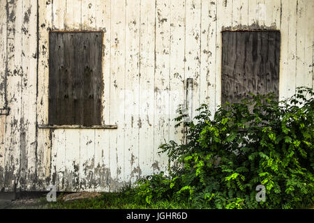 Abbandonato esterno dipinto di bianco muro del granaio imbarcati con windows Foto Stock