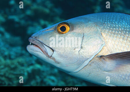 Testa di due-spot red snapper pesce (Lutjanus bohar) sott'acqua nell'Oceano indiano Foto Stock