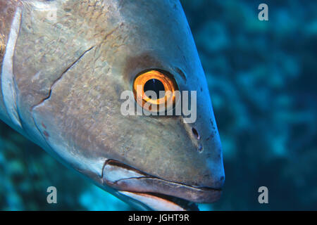 Occhio di due spot red snapper pesce (Lutjanus bohar) sott'acqua nell'Oceano indiano Foto Stock