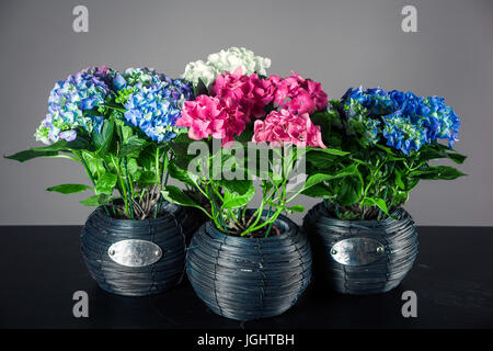 Mazzi di fiori di ortensie. quattro vasi con ortensie di diversi colori su sfondo nero Foto Stock