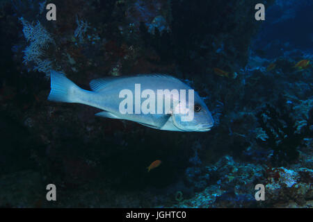 Goldspotted sweetlips pesce (Plectorhinchus flavomaculatus) sott'acqua in tropical Coral reef Oceano indiano Foto Stock