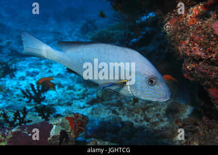 Goldspotted sweetlips pesce (Plectorhinchus flavomaculatus) e pulitore subacqueo di pesce in tropical Coral reef Oceano indiano Foto Stock