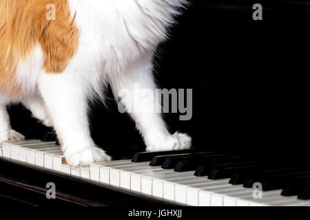 Zampe bianche di adulto rosso gatto sulla tastiera per pianoforte Foto Stock