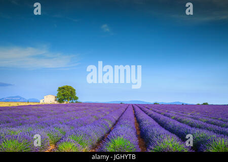 Viola incredibili campi di lavanda vicino al villaggio di Valensole, regione della Provenza, Francia, Europa Foto Stock