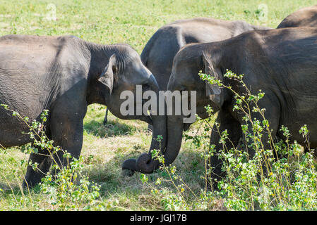 Wild Asian elefanti in Sri Lanka Foto Stock