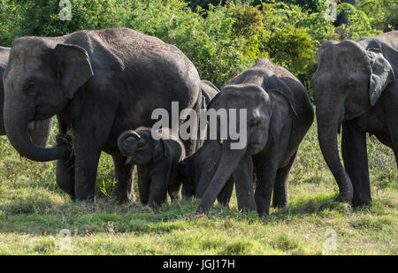 Wild Asian elefanti in Sri Lanka Foto Stock