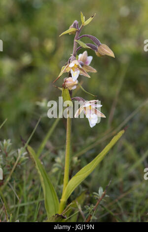 Elleborina palustre (Bergonii palustris) fiore Foto Stock