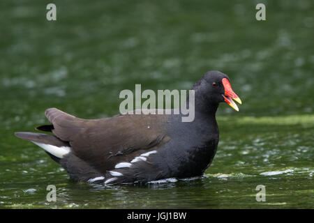 Comune (Moorhen Gallinula chloropus) Foto Stock