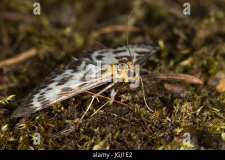 Piccola Gazza (Anania hortulata) moth Foto Stock
