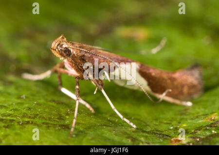 Caloptilia stigmatella micromoth Foto Stock