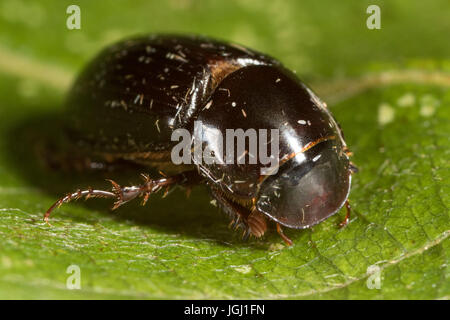 Scarabeo scarabeo Aphodius (sp). Foto Stock