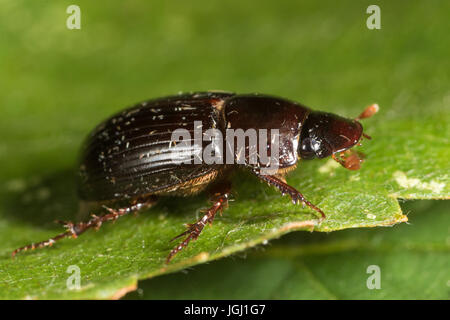 Scarabeo scarabeo Aphodius (sp). Foto Stock