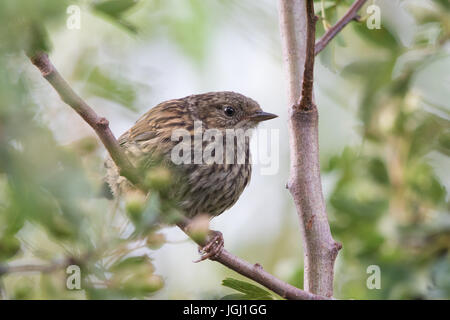 I capretti Dunnock (Prunella modularis) Foto Stock