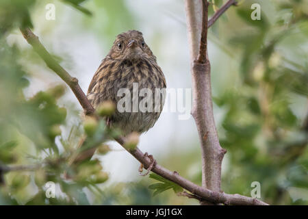 I capretti Dunnock (Prunella modularis) Foto Stock