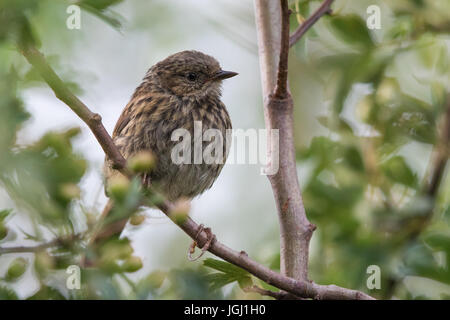 I capretti Dunnock (Prunella modularis) Foto Stock