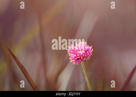 Una di color magenta amaranto globo fiore. Foto Stock