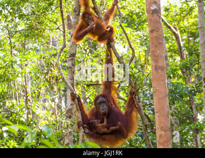 Una famiglia Orangutan nella giungla di Kalimantan, Borneo Foto Stock